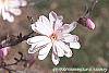 Magnolia kobus var. stellata 'Jane Platt' flowers