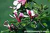 Magnolia 'Marillyn' flowers