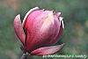 Magnolia 'March Till Frost' flowers