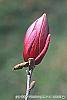 Magnolia 'March Till Frost' flowers