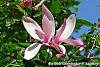 Magnolia 'Randy' flowers