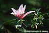 Magnolia 'Raspberry Ice' flowers