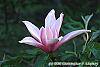 Magnolia 'Raspberry Ice' flowers