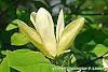 Magnolia 'Solar Flare' flowers