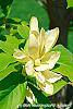 Magnolia 'Solar Flare' flowers