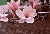 Magnolia soulangiana flowers