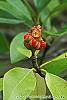 Magnolia virginiana fruit