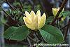 Magnolia 'Yellow Bird' flowers