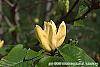 Magnolia 'Yellow Bird' flowers
