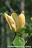Magnolia 'Yellow Bird' flowers