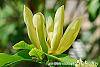 Magnolia 'Yellow Bird' flowers