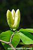 Magnolia 'Yellow Bird' flowers