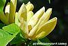 Magnolia 'Yellow Bird' flowers