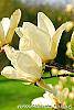 Magnolia 'Yellow Fever' flowers