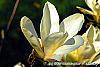 Magnolia 'Yellow Fever' flowers