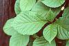 Schisandra chinensis leaves