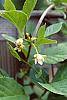Schisandra chinensis flowers