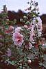 Alcea 'Indian Summer'