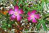 Callirhoe involucrata flowers