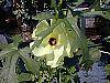 Hibiscus aculeatus flowers