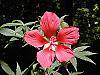 Hibiscus coccineus flowers