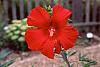 Hibiscus 'Lord Baltimore'