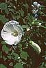 Hibiscus moscheutos