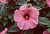 Hibiscus moscheutos 'Disco Belle Pink'