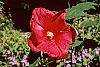 Hibiscus moscheutos 'Rio Grande' flowers