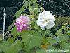 Hibiscus mutabilis flowers