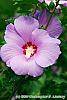 Hibiscus syriacus 'Blue Bird' flowers