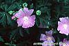 Lavatera thuringiaca flowers