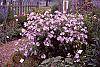 Malva alcea 'Fastigiata'