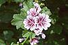 Malva sylvestris 'Zebrina'