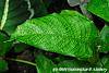 Calathea musaica leaves