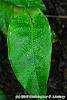 Calathea musaica leaves