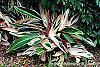 Stromanthe sanguinea 'Triostar' habit