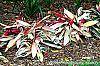 Stromanthe sanguinea 'Triostar' habit
