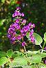 Tibouchina heteromalla flowers