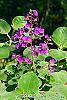 Tibouchina heteromalla