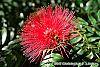 Calliandra haematocephala flowers