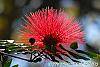 Calliandra haematocephala flowers