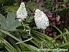 Amianthium muscaetoxicum flowers