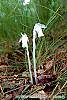 Monotropa uniflora habit