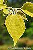Broussonetia papyrifera 'Golden Shadow' flowers