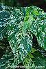 Ficus aspera 'Parcell' leaves