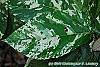 Ficus aspera 'Parcell' leaves