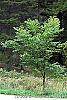 Morus rubra habit