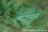 Morus rubra leaves