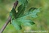 Morus rubra leaves